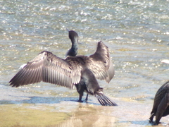 Phalacrocorax carbo