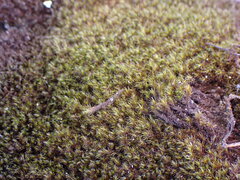 Racomitrium macounii