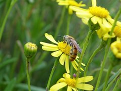 Radumeris tasmaniensis