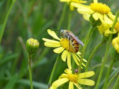 Radumeris tasmaniensis