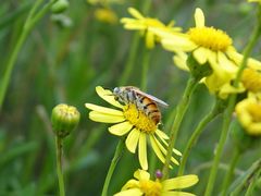 Radumeris tasmaniensis