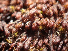 Andreaea nivalis