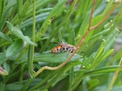 Radumeris tasmaniensis