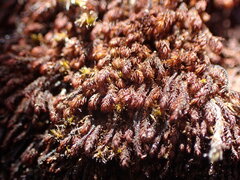 Andreaea nivalis