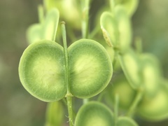 Biscutella valentina