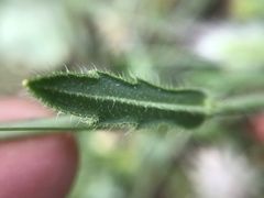 Biscutella valentina