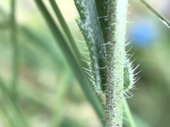 Biscutella valentina