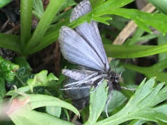 Catoptria trichostomus