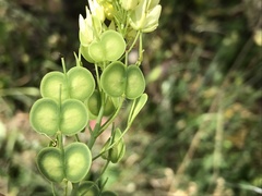Biscutella valentina