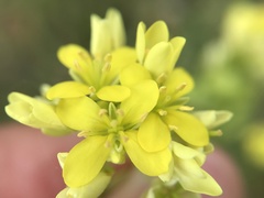 Biscutella valentina