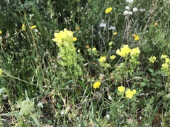 Biscutella valentina