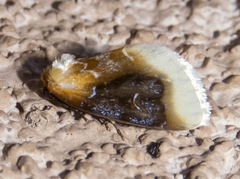 Chrysoecia scira