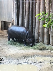 Hippopotamidae