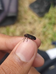 Prosapia ignifera