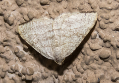 Taeniogramma octolineata