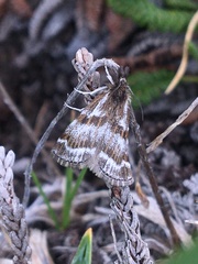 Catoptria trichostomus