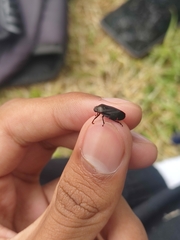 Prosapia ignifera