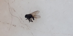 Diptera