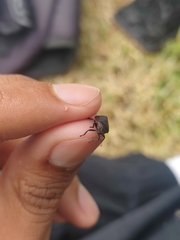 Prosapia ignifera