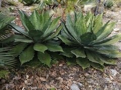 Agave cupreata