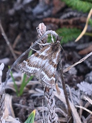 Catoptria trichostomus