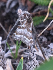 Catoptria trichostomus