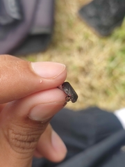 Prosapia ignifera