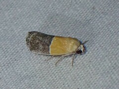 Ponometia semiflava