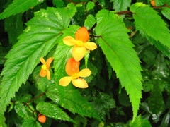 Begonia sutherlandii