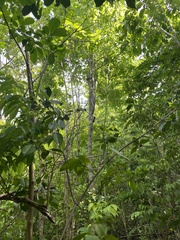 Melanerpes portoricensis