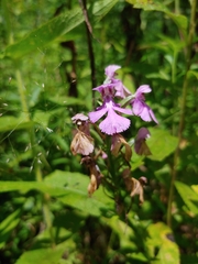 Platanthera psycodes