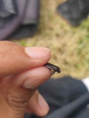 Prosapia ignifera