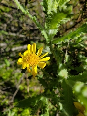 Senecio adenotrichius