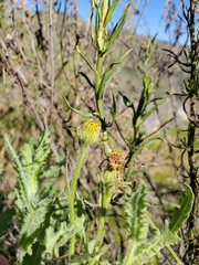 Senecio adenotrichius