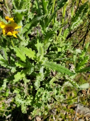 Senecio adenotrichius