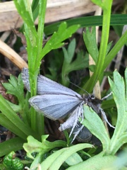 Catoptria trichostomus