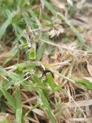 Prosapia ignifera