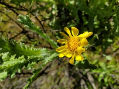 Senecio adenotrichius