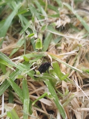 Prosapia ignifera