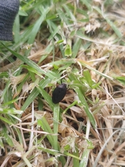 Prosapia ignifera