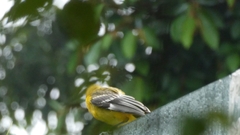 Icterus pustulatus