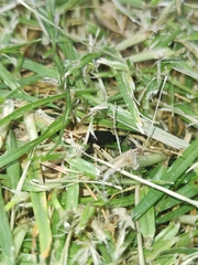 Prosapia ignifera
