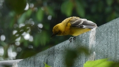 Icterus pustulatus