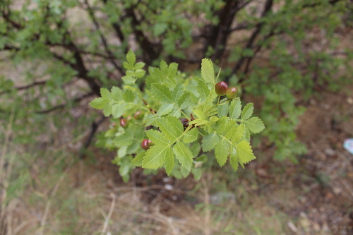 Copal limón (Bursera linanoe)