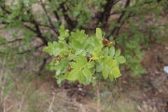 Bursera linanoe