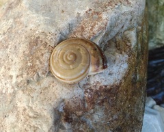 Campylaea illyrica