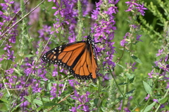 Danaus plexippus
