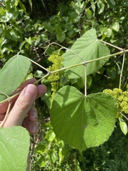 Vitis tiliifolia