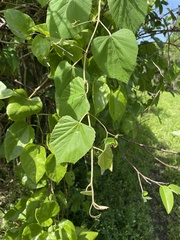 Vitis tiliifolia