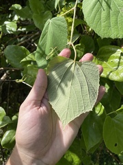 Vitis tiliifolia